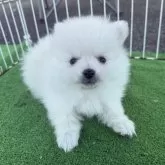 ポメラニアン