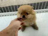 ポメラニアン【岐阜県・女の子・2025年7月29日・オレンジ】の写真2