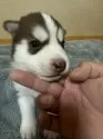 シベリアンハスキー【岐阜県・男の子・2024年10月29日・チョコ&ホワイト】の写真4