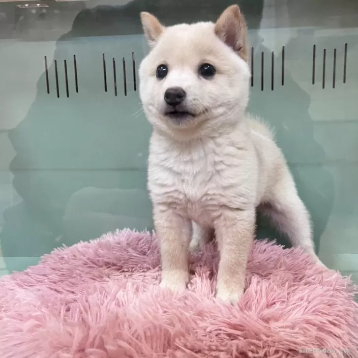 ID:2312-03669の子犬