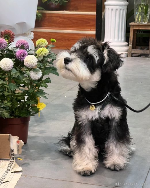 ミニチュアシュナウザー【・女の子・2023年3月4日・ブラック&amp;シルバー】