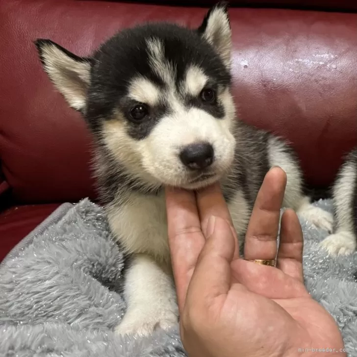 ID：2409-07927の子犬