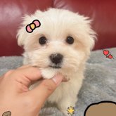 マルチーズ