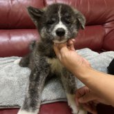 秋田犬