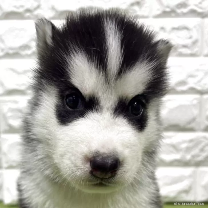 ID:2508-08617の子犬