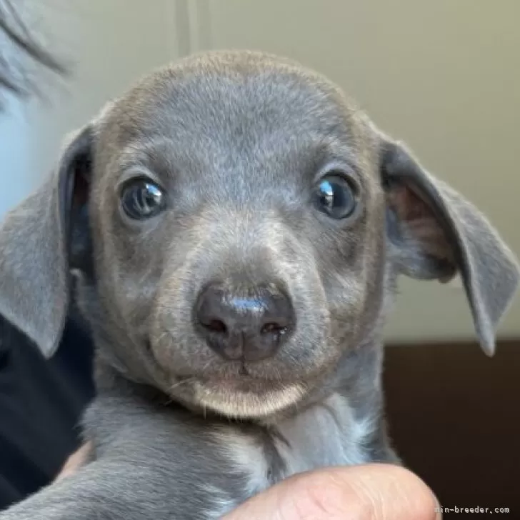 ID：2505-05895の子犬
