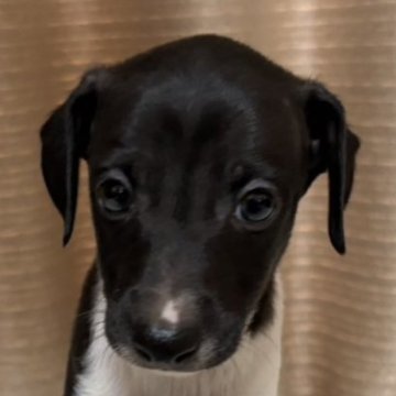 イタリアングレーハウンド【静岡県・男の子・2025年8月15日・ブラック&ホワイト】の写真「かわいい男の子🐶」
