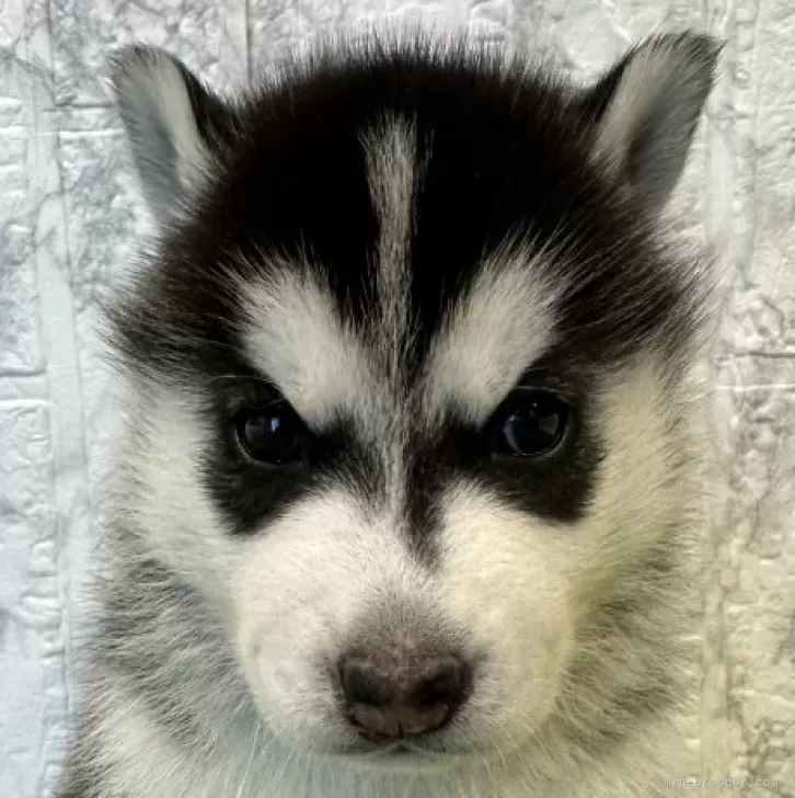 ID：2410-07099の子犬