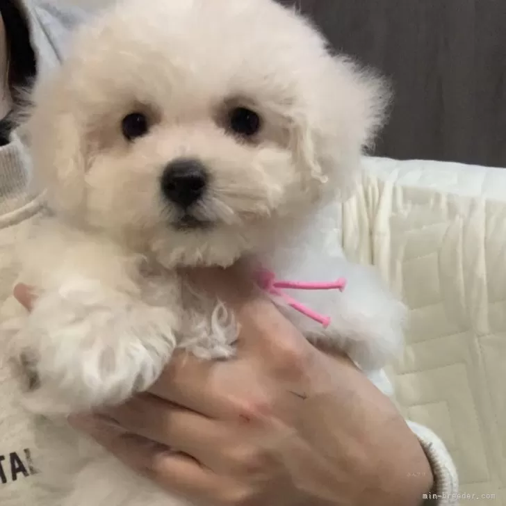 ID:2501-06532の子犬