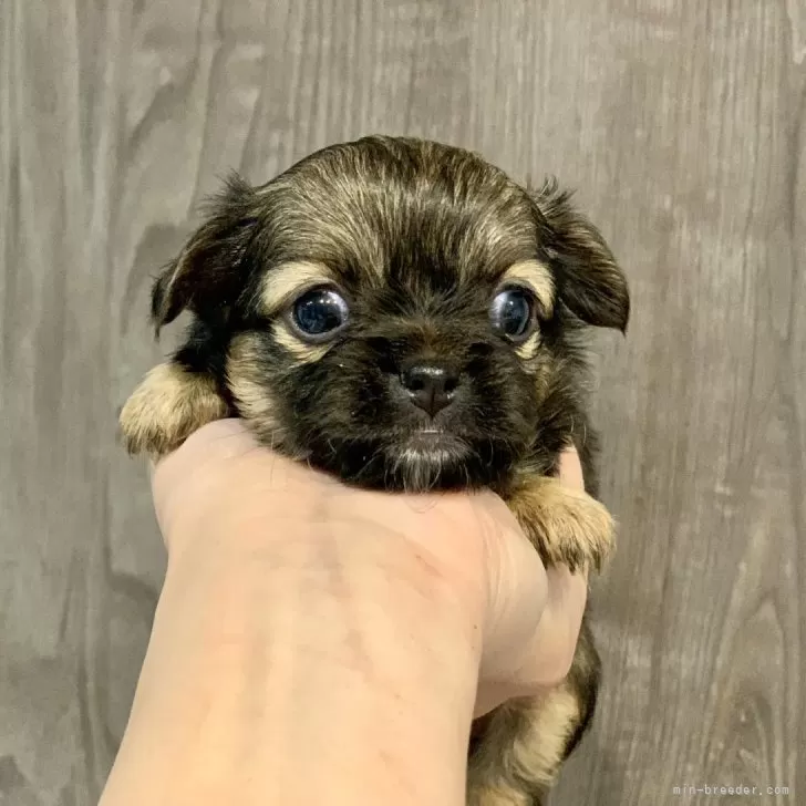 ID：2503-00337の子犬