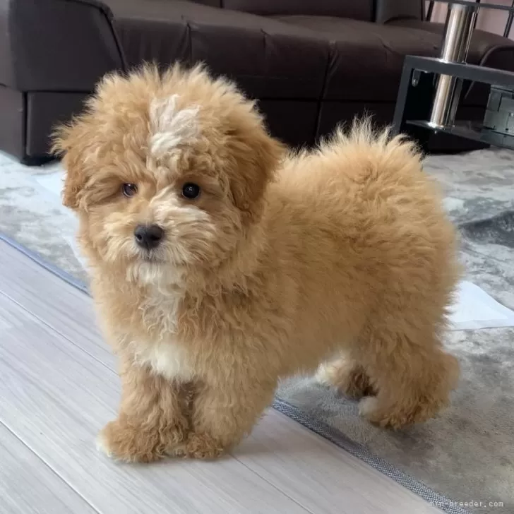 ID：2410-05113の子犬