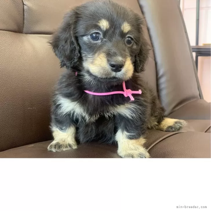 ID：2504-03724の子犬