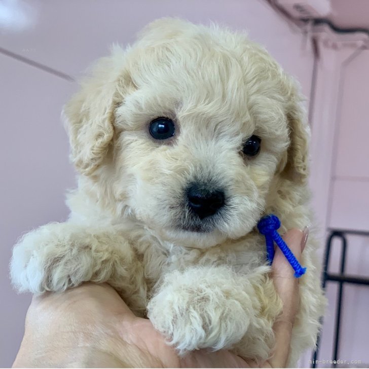 ブリーダー画像