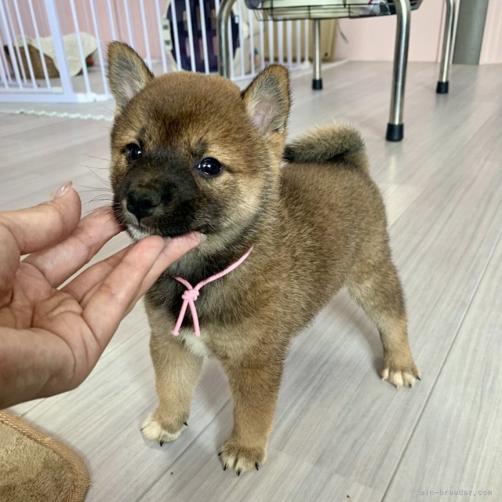 ブリーダー画像