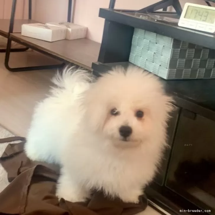 ID：2501-06491の子犬