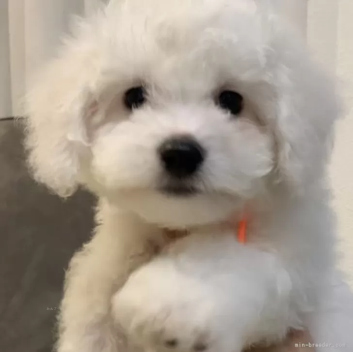 ID:2411-06180の子犬