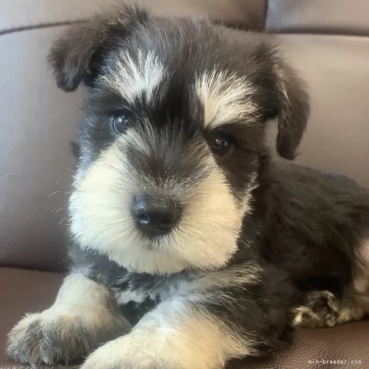 ID:2410-07182の子犬