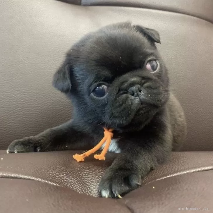 ID:2412-06818の子犬