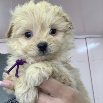 ポメプー(トイプードル×ポメラニアン)【滋賀県・女の子・2025年11月3日・オレンジ系】の写真「元気いっぱい✨可愛い女の子🐶💕」