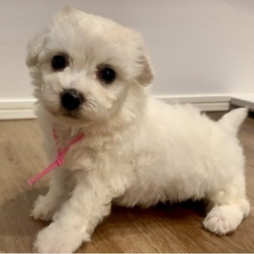 ビションフリーゼ【滋賀県・女の子・2025年7月27日・ホワイト】の写真「①男④女🐶💓すくすく成長中です😆」