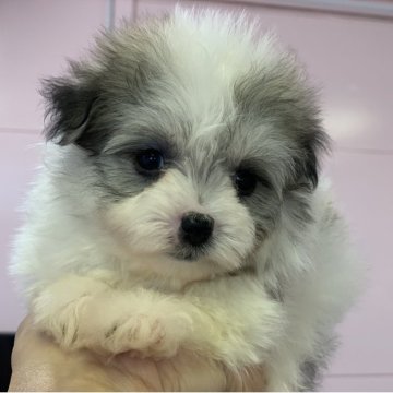 ポメマル(ポメラニアン×マルチーズ)【滋賀県・男の子・2025年8月28日・パーティ】の写真「可愛い天使👼💓早いもの勝ちです🥰」