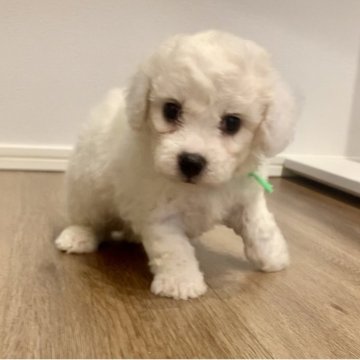 ビションフリーゼ【滋賀県・男の子・2025年8月6日・ホワイト】の写真「両親大きめ🐶大きめ予想な男の子🐶🧢✨」