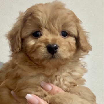 ポメプー(トイプードル×ポメラニアン)【滋賀県・男の子・2025年11月3日・オレンジ系】の写真「おっとり可愛い男の子🐶💕」