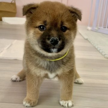 柴犬(豆柴)【滋賀県・女の子・2024年12月15日・赤】の写真「元気な豆柴１男２女誕生しております🐶♡」