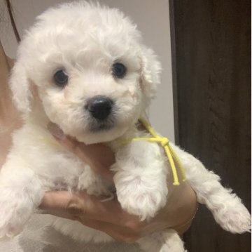 ビションフリーゼ【滋賀県・女の子・2025年7月27日・ホワイト】の写真「人気のビションフリーゼ🐶💓」