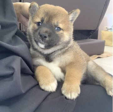 柴犬(豆柴)【滋賀県・女の子・2025年7月21日・赤】の写真「両親豆柴認定犬🐶①男②女の可愛い女の子💗」