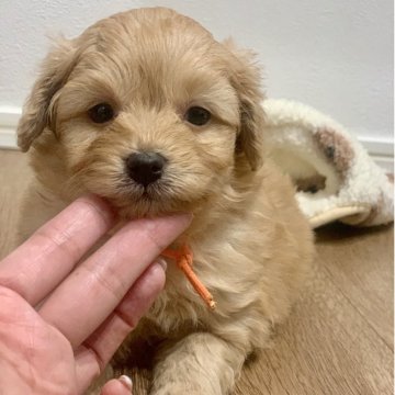 ポメプー(トイプードル×ポメラニアン)【滋賀県・女の子・2025年11月3日・オレンジ系】の写真「おっとり可愛い女の子🐶💕」