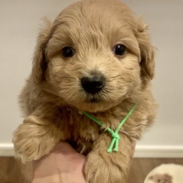 ポメプー(トイプードル×ポメラニアン)【滋賀県・男の子・2025年11月3日・オレンジ系】の写真「ぽちゃぽちゃ可愛い男の子🐶💕」