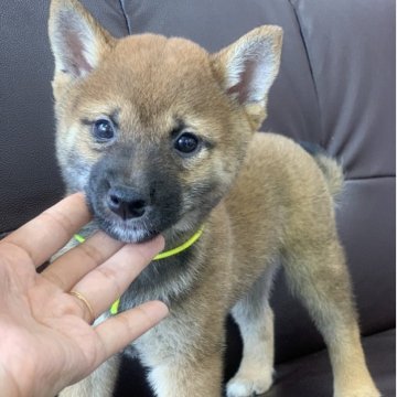 柴犬(豆柴)【滋賀県・男の子・2025年7月21日・赤】の写真「両親豆柴認定犬✨むちむち可愛い男の子🐶✨」