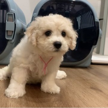 ビションフリーゼ【滋賀県・女の子・2025年8月6日・ホワイト】の写真「両親大きめ🐶もふもふ可愛い女の子🥰💓」