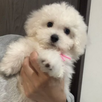 ビションフリーゼ【滋賀県・女の子・2024年11月27日・ホワイト】の写真「小柄な元気な女の子🐶💓」