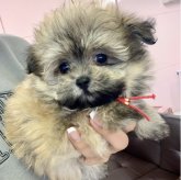 ポメマル(ポメラニアン×マルチーズ)