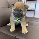 柴犬(豆柴)