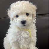 ビションプー(トイプードル×ビションフリーゼ)