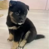 豆柴