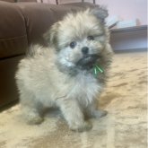 ポメマル(ポメラニアン×マルチーズ)