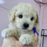 ビションプー(トイプードル×ビションフリーゼ)【滋賀県・男の子・2025年10月30日・クリーム】の写真1