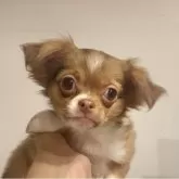 チワワ(ロング)【滋賀県・男の子・2025年2月1日・レッド&ホワイト】の写真1