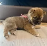 豆柴