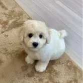 ビションフリーゼ