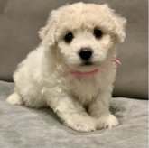 ビションフリーゼ