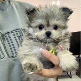 ポメマル(ポメラニアン×マルチーズ)