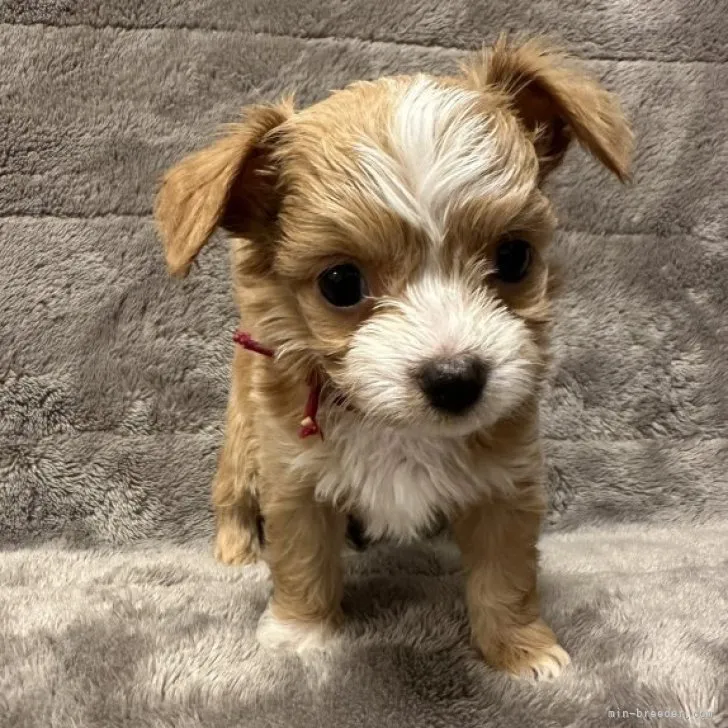 ID：2306-02925の子犬