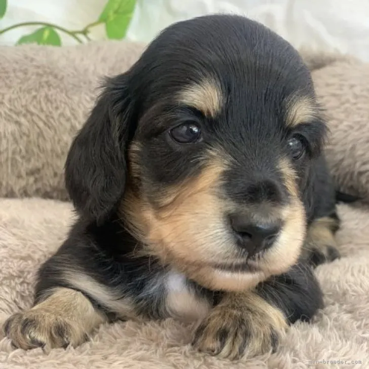ID:2307-02162の子犬