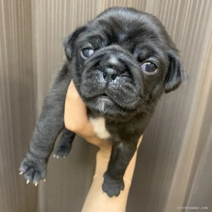 ID:2304-01197の子犬