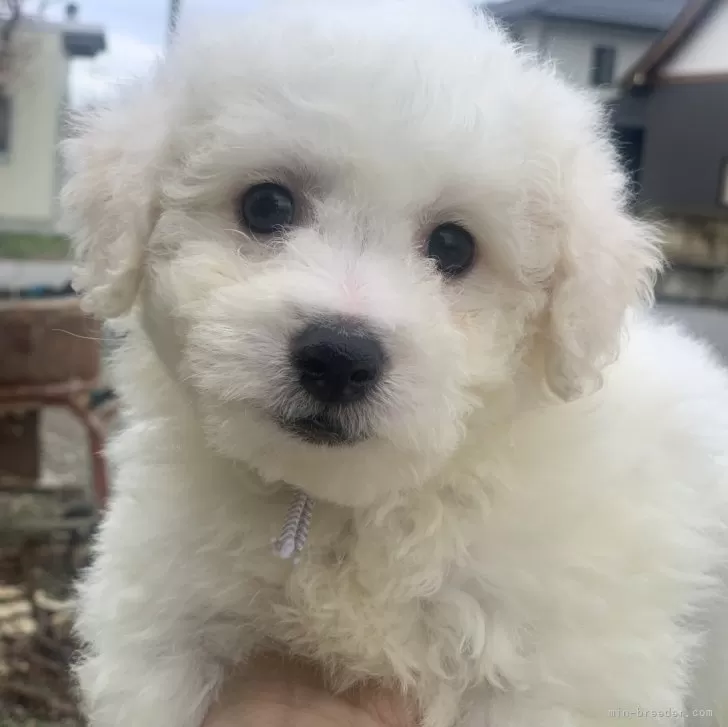 ID:2402-06684の子犬